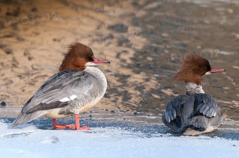 Goosander, geese säger, mergus merganser, anatidae, birds, ice, duckbirds, female, ice, snow, sawyer, birds, waterbirds, waterbirds, female, winter