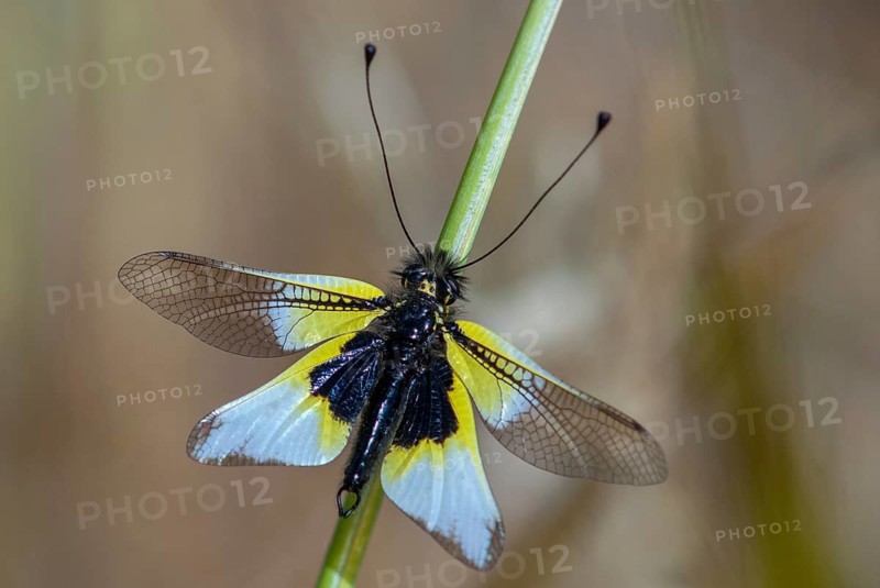 Dragonfly ictericus, butterfly shaft spec.1, butterfly, Extremadura, insects, webwing, butterfly, Spain