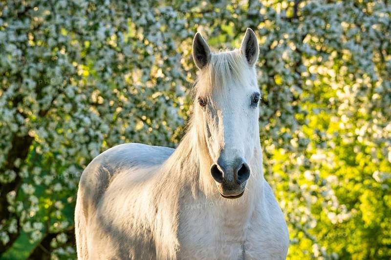 Horse, mold, mare, portrait, in spring, evening sun, blossoming trees in the background