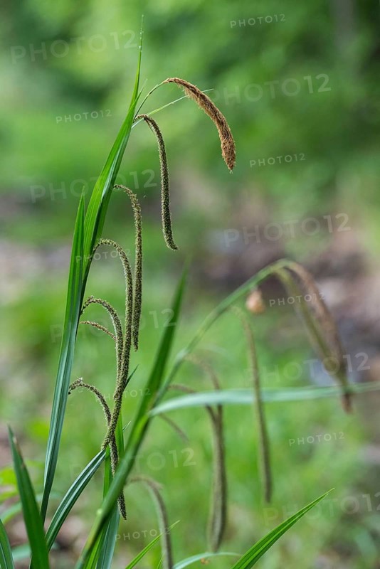 Carex pendula, cyperaceae, large sedge, hanging sedge, giant sedge, sour grasses, drooping, flora, hanging, high size, vertical format, pendulous sedge, plants, sedges, weeping sedge
