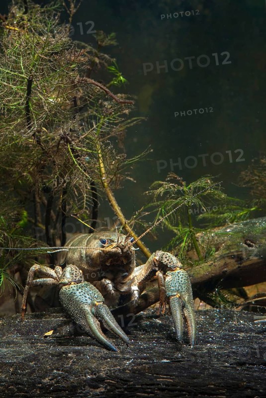 Astacus astacus, crayfish, European crayfish, European crayfish, crayfish, arthropods, crabs, crustacea, crabs, crabs, crabs, crabs, leo