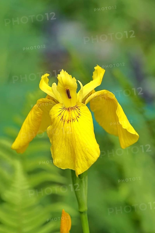 Marsh iris (Iris pseudacorus), yellow flower in a pond, Wilnsdorf, North Rhine-Westphalia, Germany