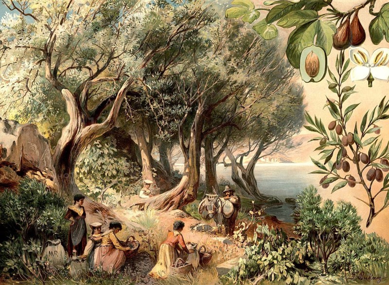 Cultivated plants, olive tree, fig tree and laurel tree. In the center of the picture you can see a group of people in traditional southern clothing harvesting, transporting and processing agricultural products, around 1900, school picture, illustration, reproduction from a model from the 19th century. School picture, mural, authentic, file restored for optimal use, exact date of original unknown, historical