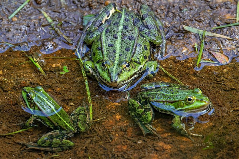 Green water frogs, Pelophylax sunning on the shore of pond in late spring, early summer