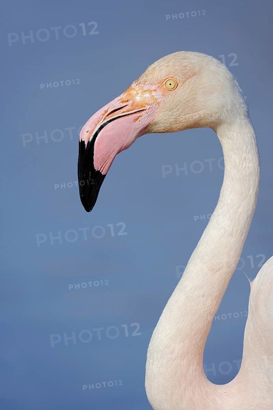 Pink flamingo (Phoenicopterus roseus), portrait, Camargue, Provence, southern France