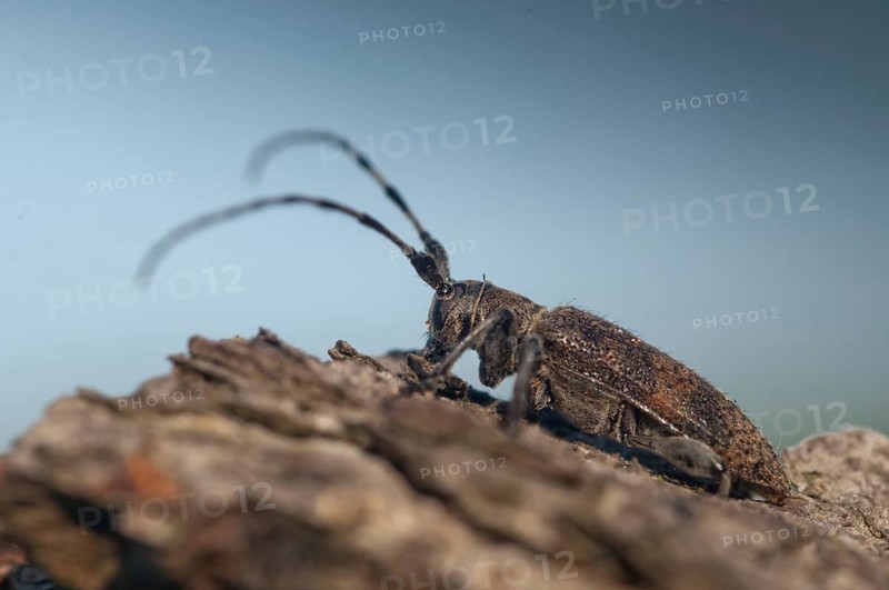 Lindenbock, Oplosia cinerea, Oplosia fennica, Deadwood Lindenbock, Beetle, Longhorn, Coleoptera, Deadwood, Insects, Beetles, Deadwood