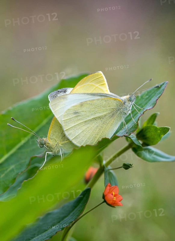 Small cabbage white, Pieris Rapae, small white, butterfly, high size, portrait format, insects, butterfly, butterflies, butterflies, whites