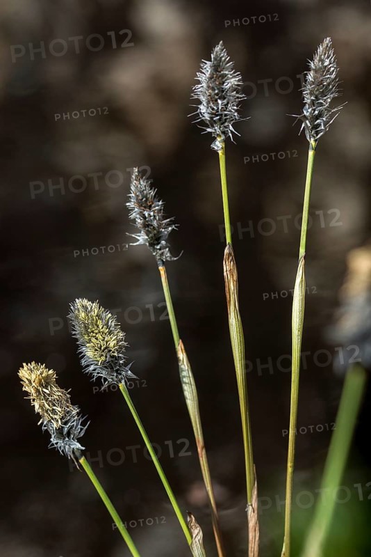 Cyperaceae, Eriophorum vaginatum, moor cotton grass, sour grass, sheath cotton grass, blossom, flora, hare's-tail cottongrass, high size, portrait format, marsh, moor, plants, plants, sheathed cottonsedge, tussock cottongrass, cotton grass