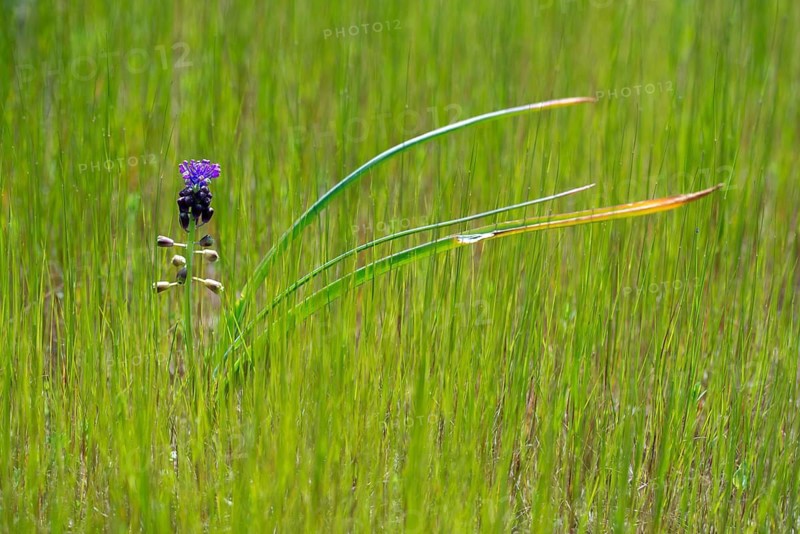Asparagaceae, Granelli, Italy, Leopoldia Comosa, Muscari Comosa, Pantani Cuba and Longarini, Crested Grape Hyacinth, Asparagus, Migratory Bird Sanctuary, Pantani Cuba & Longarini Migratory Bird Sanctuary, Italy, Plants, Sicily, Foundation for Biodiversity, Tassel Grape Hyacinth, Tassel hyacinth