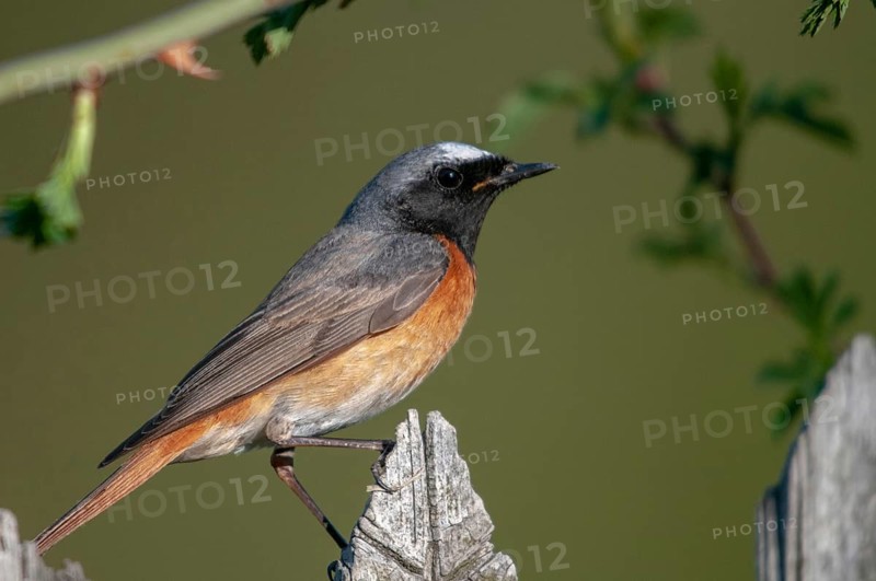 Garden redtail, Phoenicurus phoenicurus, redstart, birds, garden fence, garden birds, garden fence, male, passeri, songbirds, birds