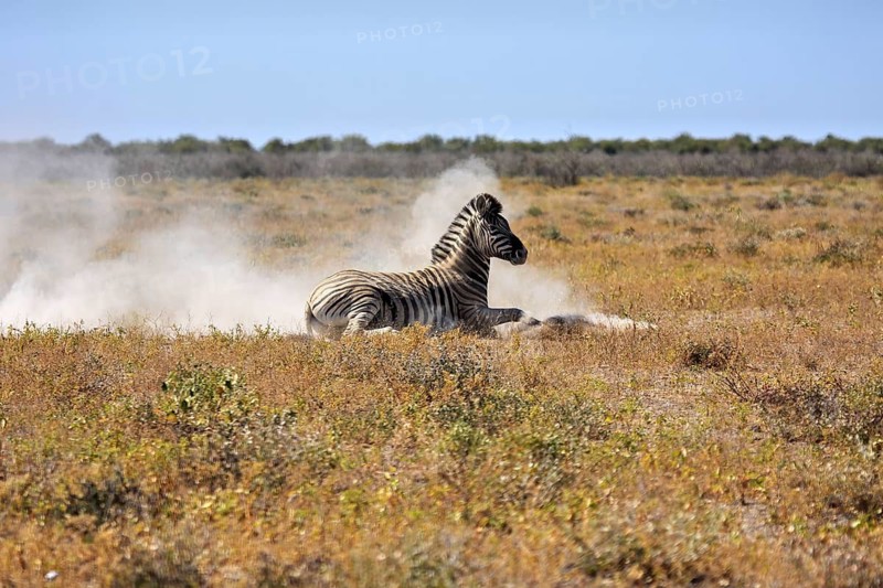 Zebra lying in a dusty savannah landscape and resting, plains zebras at a waterhole in Etosha Park in Namibia (Burchell's zebras)