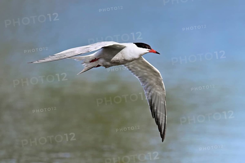 Common Tern (Sterna hirundo), in flight, Saintes-Marie-de-la-Mer, Camargue, southern France, France