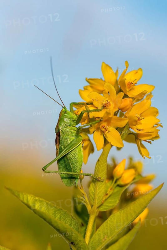 Grasshoppers, Tettigonia Cantans, Upland Green Bush Cricket, Chirping Hayhorse, Ensifera, Grasshoppers, Locusts, High Size, Portrait Format, Insects, Insects, Long-Feeler Scares