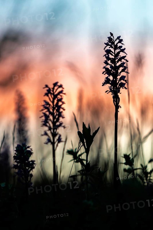 Burnet orchid (Neotinea ustulata) at dawn, orchid family (Orchidaceae), spring, Liliental, Ihringen, Kaiserstuhl, Baden-Württemberg, Germany