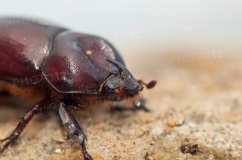Rhinoceros beetle spec., phyllognathus excavatus, rhinocero beetle, beetle, coleoptera, insects, beetles, males, males