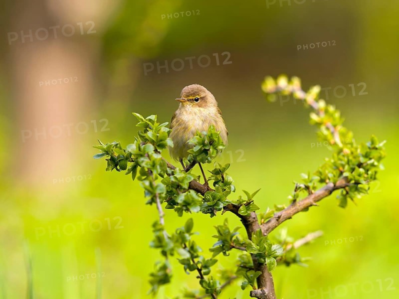 A chiffchaff (Phylloscopus collybita) perched on a blackthorn branch (Prunus spinosa), Solms, Hesse, Germany