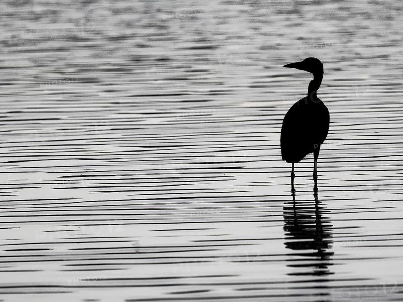 A gray heron stands in a body of water in backlight, North Rhine-Westphalia, Germany
