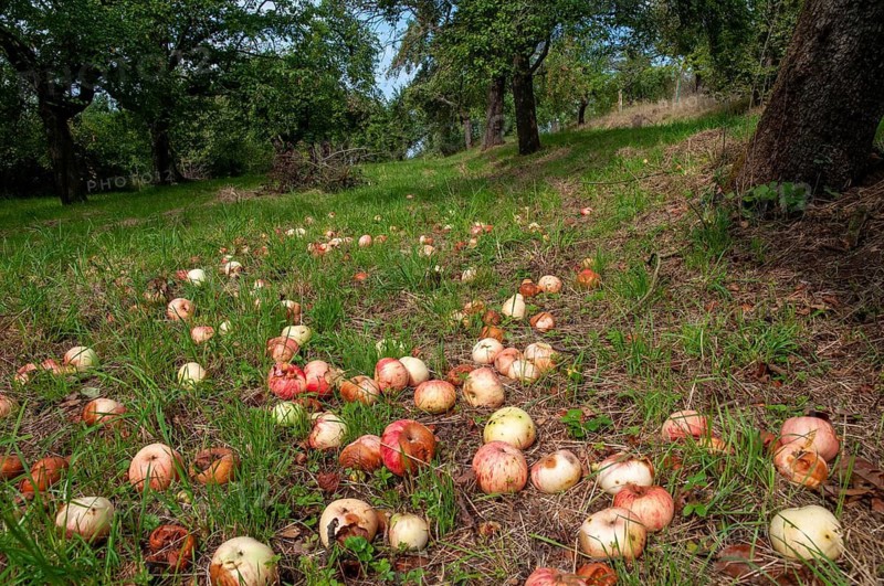Cultivated apple, Malus domestica, rosaceae, rose family, apple, flora, meadow orchard, plants, orchards, apples