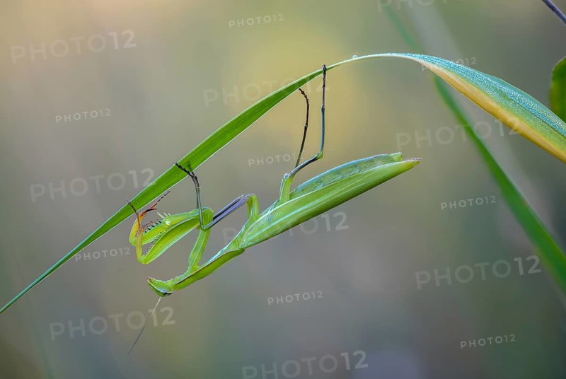 Brandenburg, Germany, European mantis, European praying mantis, mantis religiosa, mantis, Nabu, Nabu, Nabu project, national natural heritage, natural paradise Grünhaus, post-mining landscape, mantis, green house, insects, praying mantis