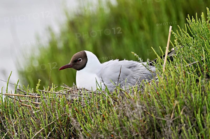 Black-headed Black-headed Gull (Larus ridibundus), breeding in a nest, Camargue, southern France, France