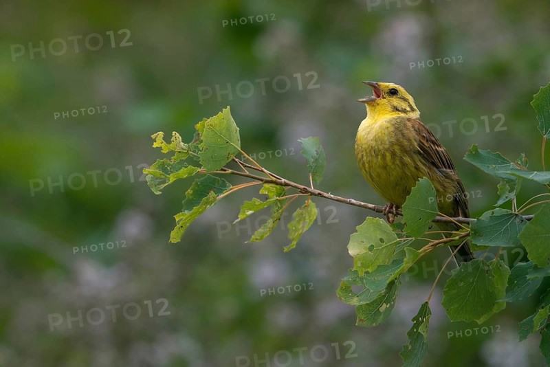 Emberiza citrinella, Yellowhammer, Yellowhammer, birds, song, male, passeri, singing, songbirds, birds