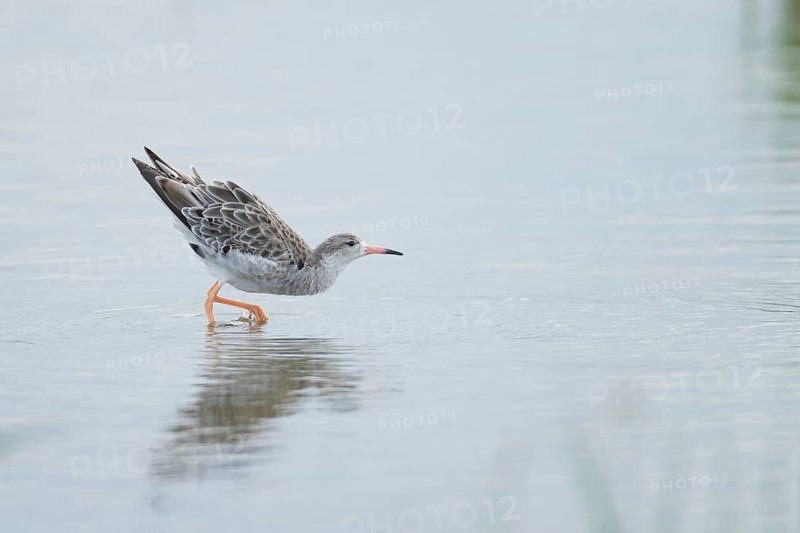 Ruff (Philomachus pugnax) adult wader bird in a shallow lagoon, England, United Kingdom
