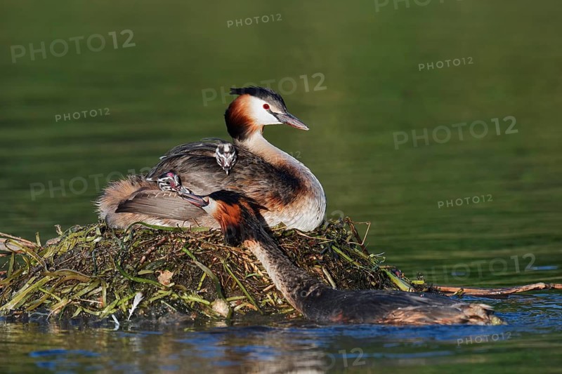 Great Crested Grebe (Podiceps Scalloped ribbonfish) feeding chicks on the nest, North Rhine-Westphalia, Germany