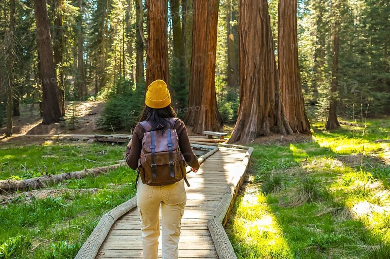 Woman with a backpack and yellow beanie hat walking along a wooden boardwalk, exploring a vibrant evergreen forest filled with towering giant sequoia trees and lush green plants