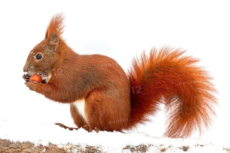 In contrast to other squirrel species, the squirrel (Sciurus vulgaris) cannot transport several hazelnuts, but only one, I could not observe anything to the contrary, winter, snow, cold, sweet, cute, winter supply, December, Germany