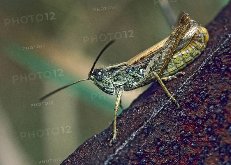 Chorthippus apricarius, field grasshoppers, locomotive grasshoppers, upland field grasshoppers, grasshoppers, grasshoppers, insects, insects