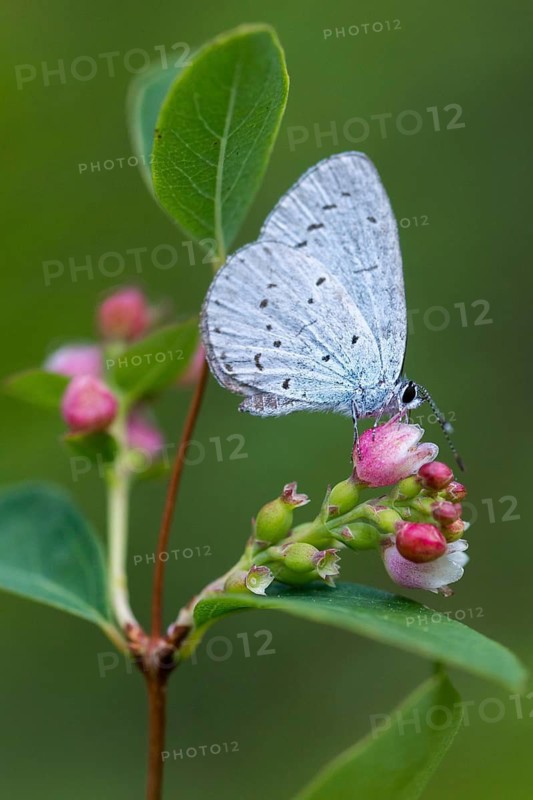 Celastrina argiolus, buckthorn blue, holly blue, blue, butterfly, high size, portrait format, insects, butterflies, butterflies, butterflies