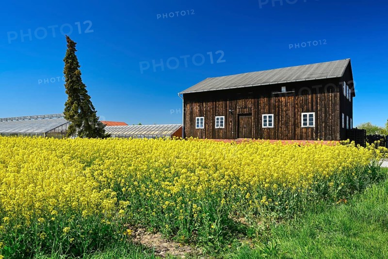 Rape field and barn in Kirchwerder, Vier- und Marschlande, Hamburg, Germany +++ editorial use only