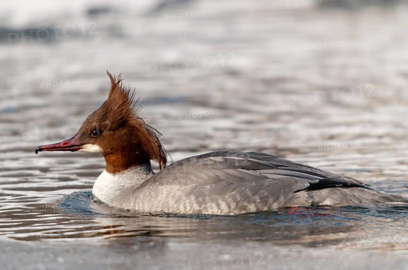 Goosander, goose säger, mergus merganser, anatidae, birds, duckbirds, female, sawyer, birds, waterbirds, waterbirds, female
