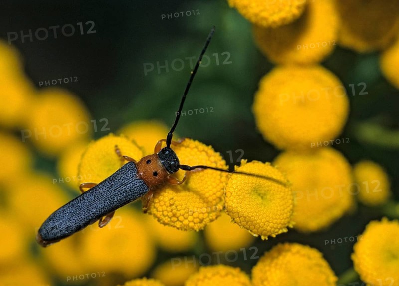 Eyed longhorn beetle, oberea oculata, red-necked willow buck, willow trestle, willow buck, beetle, longhorn beetle, coleoptera, insects, beetles