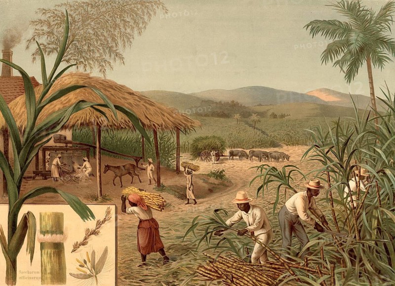 Sugar cane plantation with workers harvesting and processing. Workers cut off the ripe sugar cane close to the ground with machetes and free it from the leaves. The cut pipe is bundled and removed by hand. There is a historic sugar mill under a thatched shelter. A horse drives the grinder to squeeze the sugary juice out of the stems, school picture, illustration, reproduction from a model from the 19th century. School picture, mural, authentic, file restored for optimal use, exact date of original unknown, historical