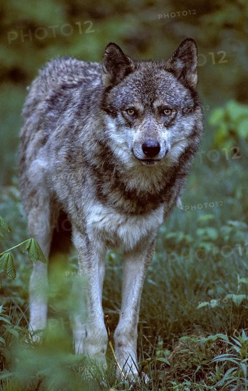 Canis lupus, carnivora, predators, wolf, FFH, high size, portrait format, mammals, raptors, mammals