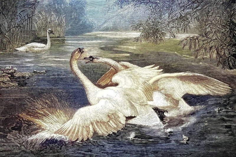 Two fighting swans in a pond with detailed water reflections and surroundings, humped swans fighting turf, reproduction from a 19th century model. Authentic, file restored for optimal use, exact date of original unknown, nostalgically colored