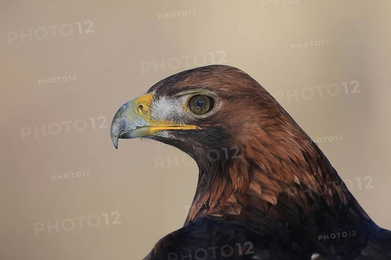 Golden eagle, close-up of an eagle with brown plumage and a yellow beak against a neutral background, golden eagle (Aquila chrysaetos), adult, animal portrait, in winter, Bohemian Forest, Czech Republic