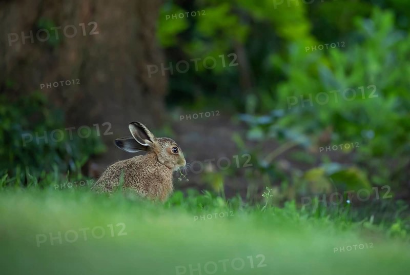 European brown hare (Lepus europaeus) adult animal feeding on a garden lawn, Suffolk, England, United Kingdom