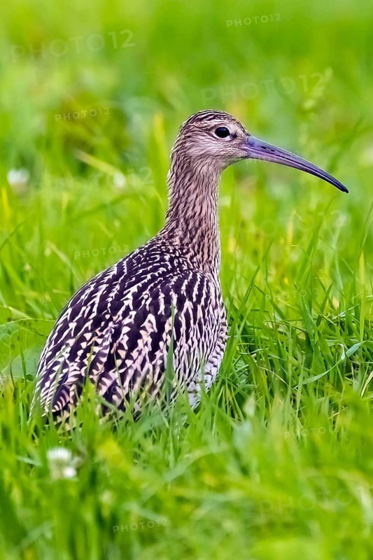 Animals, birds, Eurasian curlew, biotope, habitat, (Numenius arquata), foraging