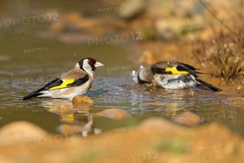 Carduelis carduelis, goldfinch, goldfinch, goldfinch, bath, bird bath, birds, passeri, songbirds, potion, birdbath, birds, watering place