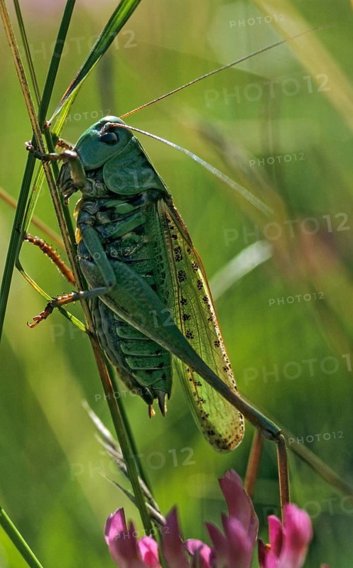 Decticus verrucivorus, grasshoppers, deciduous locusts, wart biters, ensifera, grasshoppers, grasshoppers, high size, portrait format, insects, long-feeler scare, wait biter