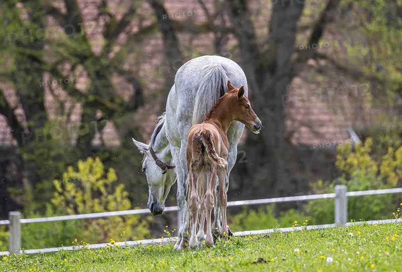 Foal pasture at Marbach main and state stud. Württemberger Warmblood with their foals. The stud is an important point of contact for horse breeders and equestrian athletes. The breeding of Arabian horses there is very well known. There are between 520 and 600 horses of various breeds in Marbach. Gomadingen, Baden-Württemberg, Germany