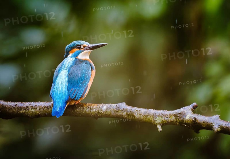 Kingfisher (Alcedo atthis), male in the rain, Canton of Zurich, Switzerland