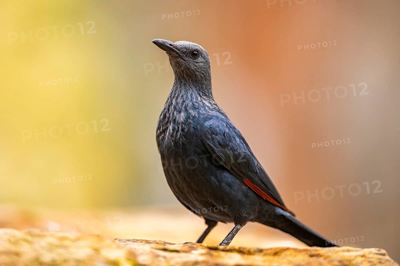 Red-winged starling (Onychognathus morio) standing on a rock, Germany
