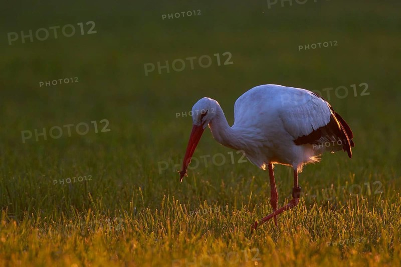 White Stork (Ciconia ciconia) foraging, North Rhine-Westphalia, Germany