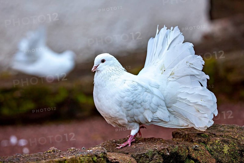 A white dove with magnificent feathers stands on a stone, blurred background, The white doves of Wartburg near Eisenach in Thuringia