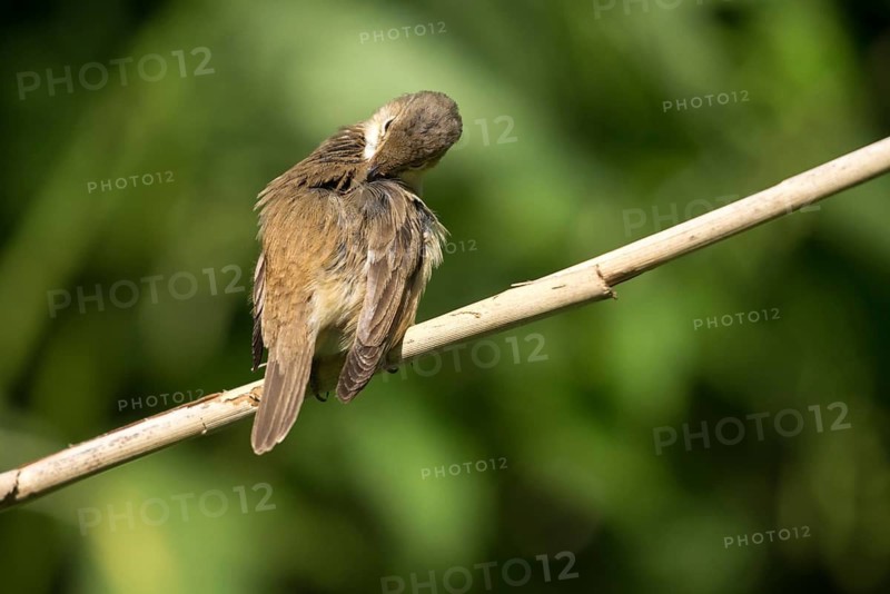 Acrocephalus scirpaceus, reed warbler, birds, plumage care, passeri, preening, songbirds, songbirds, birds, warblers