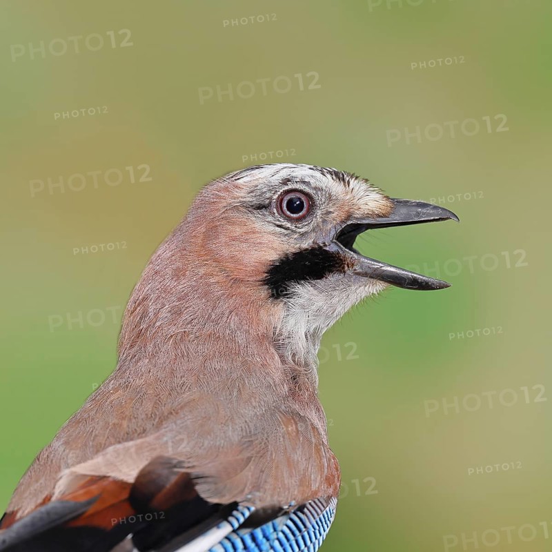 Eurasian Jay (Garrulus glandarius), calling, animal portrait, Wilnsdorf, North Rhine-Westphalia, Germany