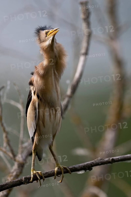 Little Bittern (Ixobrychus minutus) in the reeds, Remich Lagoon, Luxembourg